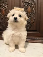 Gorgeous Female , a female Malchi for sale in Houston, TX – 3 of 7