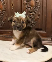 Chihuahua Designer, a female Chihuahua and Shih Tzu for sale in Houston, TX – 2 of 5