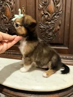 Chihuahua Designer, a female Chihuahua and Shih Tzu for sale in Houston, TX – 3 of 5