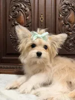 Little Female, a female Pomeranian for sale in Houston, TX – 5 of 7