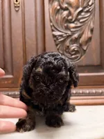 Tiny Toy Male, a male Poodle - Toy  for sale in Houston, TX – 4 of 10