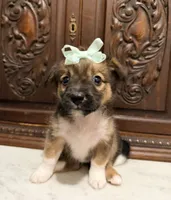Chihuahua Designer, a female Chihuahua and Shih Tzu for sale in Houston, TX – 4 of 5
