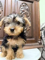 Darling little boy, a male Yorkshire Terrier for sale in Houston, TX – 5 of 5