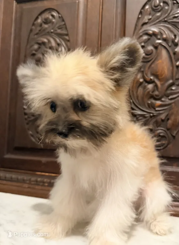 Tiny Toy Female – Poodle - Toy  puppy for sale in Houston, TX