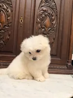Precious Tiny Boy, a male Malchi for sale in Houston, TX – 1 of 6