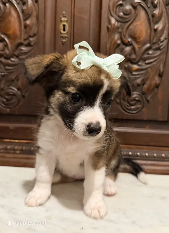 Chihuahua Designer female  – Chihuahua puppy for sale in Houston, TX