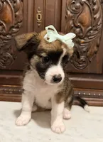 Chihuahua Designer female , a female Chihuahua for sale in Houston, TX – 1 of 4