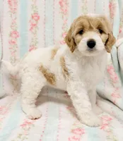 Parti Female, a female Cockapoo for sale in Houston, TX – Photo 4 of 4
