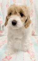 Parti Female, a female Cockapoo for sale in Houston, TX – Photo 1 of 4