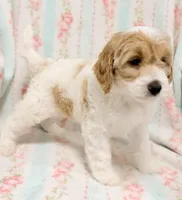 Parti Female, a female Cockapoo for sale in Houston, TX – Photo 2 of 4