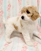 Parti Female, a female Cockapoo for sale in Houston, TX – Photo 3 of 4