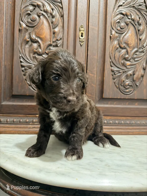 Aussiedoodle Female – Aussiedoodle puppy for sale in Houston, TX