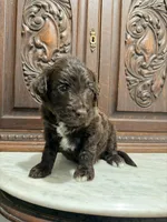 Aussiedoodle Female, a female Aussiedoodle for sale in Houston, TX – 1 of 4