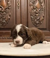 Light Chocolate and White Female , a female Aussiedoodle for sale in Houston, TX – 3 of 4