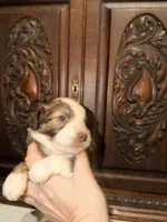 Precious Female , a female Aussiedoodle for sale in Houston, TX – 2 of 4