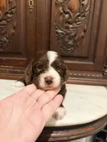 Light Chocolate and White Female , a female Aussiedoodle for sale in Houston, TX – 1 of 4