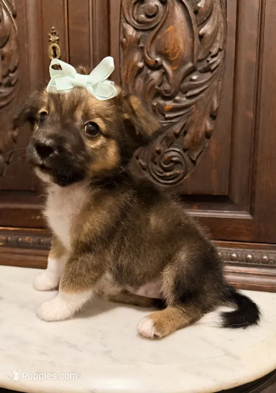 Chihuahua Designer – Chihuahua, Shih Tzu puppy for sale in Houston, TX
