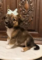 Chihuahua Designer, a female Chihuahua and Shih Tzu for sale in Houston, TX – 1 of 5