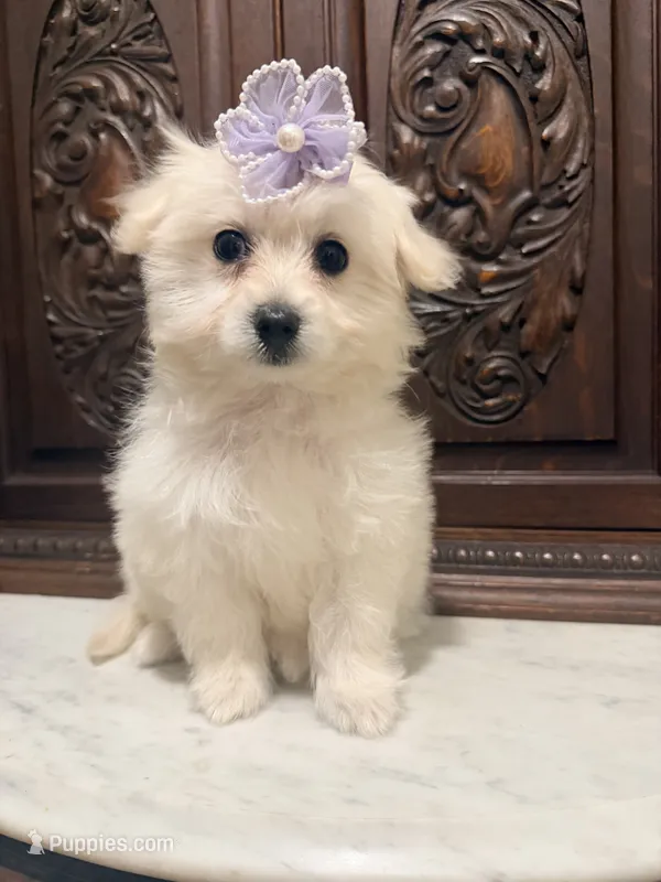 Gorgeous Female  – Malchi puppy for sale in Houston, TX
