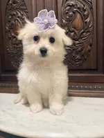 Gorgeous Female , a female Chihuahua and Maltese for sale in Houston, TX – 1 of 9