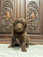 Adorable Chocolate Female, a female Aussiedoodle for sale in Houston, TX – 3 of 3