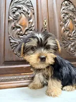 Precious little boy, a male Yorkshire Terrier for sale in Houston, TX – 3 of 4