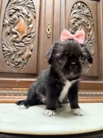 Precious little girl , a female Pug and Shih Tzu for sale in Houston, TX – 3 of 5