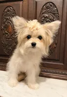 Little Female, a female Pomeranian for sale in Houston, TX – 2 of 7