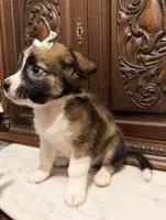 Chihuahua Designer female , a female Chihuahua for sale in Houston, TX – 3 of 4
