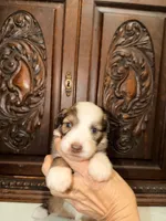 Precious Female , a female Aussiedoodle for sale in Houston, TX – 4 of 4