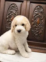 Adorable Male, a male Poodle - Standard  for sale in Houston, TX – Photo 1 of 6