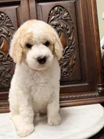 Adorable Male, a male Poodle - Standard  for sale in Houston, TX – Photo 5 of 6