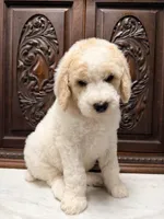 Adorable Male, a male Poodle - Standard  for sale in Houston, TX – Photo 2 of 6
