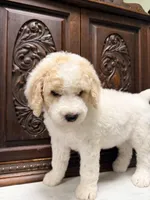 Adorable Male, a male Poodle - Standard  for sale in Houston, TX – Photo 3 of 6