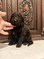 Adorable Female, a female Aussiedoodle for sale in Houston, TX – 3 of 4