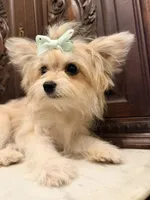 Little Female, a female Pomeranian for sale in Houston, TX – 6 of 7