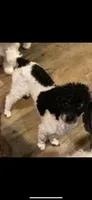 Tiny Toy Male, a male Poodle - Toy  for sale in Houston, TX – 10 of 10