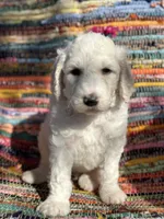 Handsome Parti Male, a male Poodle - Standard  for sale in Houston, TX – Photo 3 of 7
