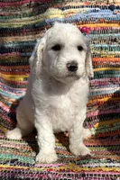 Handsome Parti Male, a male Poodle - Standard  for sale in Houston, TX – Photo 1 of 7