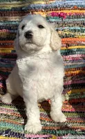 Handsome Parti Male, a male Poodle - Standard  for sale in Houston, TX – Photo 7 of 7