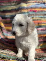 Handsome Parti Male, a male Poodle - Standard  for sale in Houston, TX – Photo 5 of 7