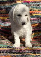 Handsome Parti Male, a male Poodle - Standard  for sale in Houston, TX – Photo 2 of 7