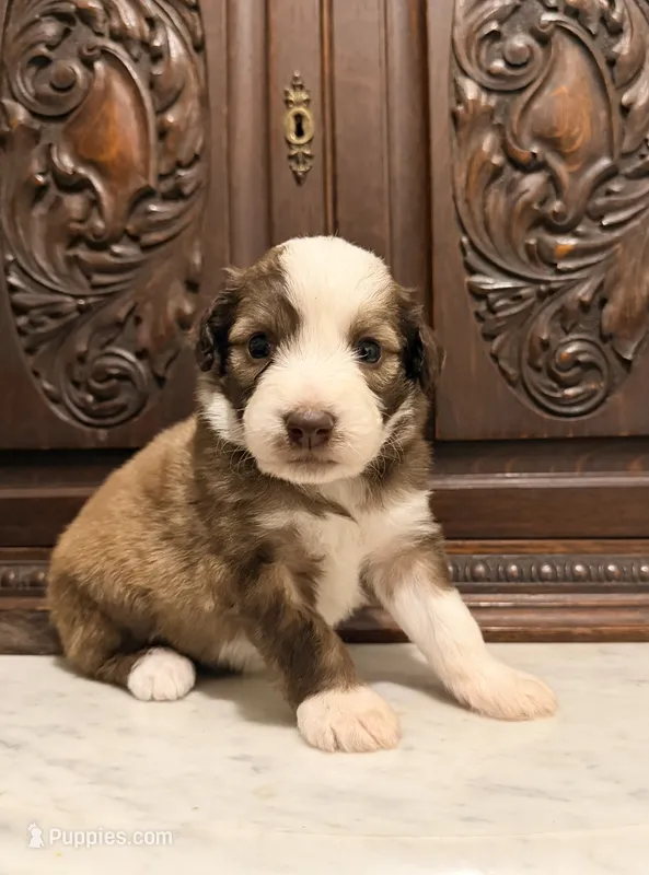 Precious Female  – Aussiedoodle puppy for sale in Houston, TX