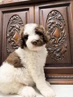 Gorgeous Female Unique , a female Poodle - Standard  for sale in Houston, TX – Photo 7 of 9