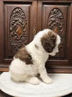 Gorgeous Female Unique , a female Poodle - Standard  for sale in Houston, TX – Photo 8 of 9