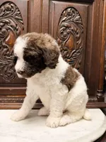 Gorgeous Female Unique , a female Poodle - Standard  for sale in Houston, TX – Photo 6 of 9
