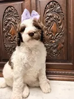 Gorgeous Female Unique , a female Poodle - Standard  for sale in Houston, TX – Photo 2 of 9