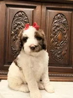 Gorgeous Female Unique , a female Poodle - Standard  for sale in Houston, TX – Photo 9 of 9
