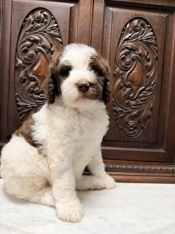 Gorgeous Female Unique  – Poodle - Standard  puppy for sale in Houston, TX