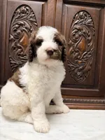 Gorgeous Female Unique , a female Poodle - Standard  for sale in Houston, TX – Photo 1 of 9